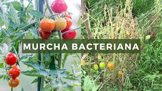 Como evitar a murchabacteriana no tomate [upl. by Jayne225]