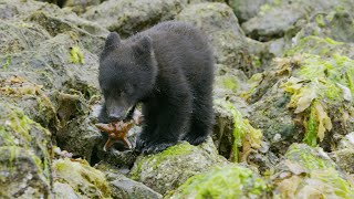 Bear Cubs First Trip to the Seaside  4K UHD  Seven Worlds One Planet  BBC Earth [upl. by Lyrrad162]