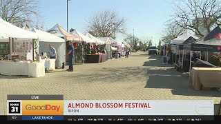 2024 Ripon Almond Blossom Festival 9am [upl. by Nolyak482]