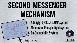 Second Messenger Mechanism Of Hormone Action  Cell Signalling  Endocrine Physiology [upl. by Odnalo]