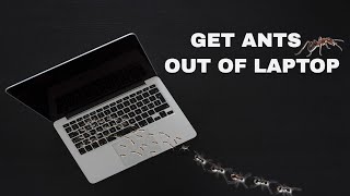 Sound To Get Ants Out Of Laptop GUARANTEED [upl. by Leilamag]