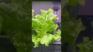 Black Seeded Simpson Lettuce indoorgardening gardening lettuce letpot [upl. by Adnoraj]