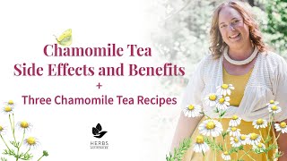 Chamomile Tea Side Effects and Benefits  Three Chamomile Tea Recipes [upl. by Lyndsey]