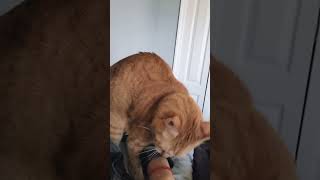 Cats get frisky with owners catvideo worried [upl. by Nickles457]