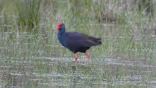 Western Swamphen Foraging [upl. by Atikahs]