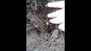 How To Plant GoldensealHydrastis canadensis [upl. by Deryl993]