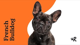 Everything to Know About French Bulldogs [upl. by Kerri]