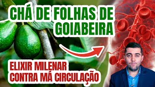 Solução natural para circulação perfeita o poder do chá da folha de goiabeira para limpar o sangue [upl. by Euqinomahs]