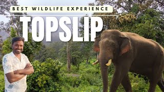 Topslip Pollachi  Elephant Camp  Best Wild Life Experience  gopiholidays topslip elephantcamp [upl. by Nerland]