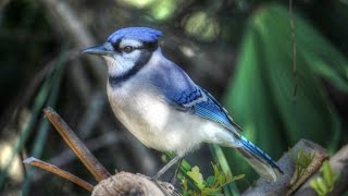 Amazing Blue Jay Calls  Up Close and Loud [upl. by Asilram]