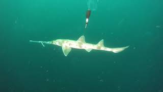 Sawshark Satellite Tagging [upl. by Rhonda]