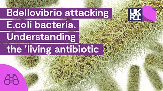 Bdellovibrio attacking Ecoli bacteria  Understanding the living antibiotic [upl. by Emeline]