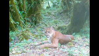 Puma pursues Highland Tinamou and takes a nap in front of camera [upl. by Doowyah]