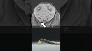 Fleas  eggs larvae and adults science insects [upl. by Adriaens]