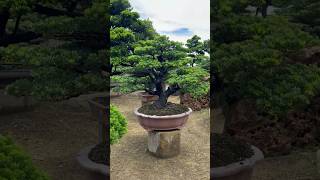 大晶鑽Oversized bonsai of podocarpus podocarpus 晶鑽羅漢松 [upl. by Ennaear]