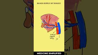 Tongue anatomy  Blood Supply of Tongue  Tongue Blood Supply  Arterial amp Venous  anatomy [upl. by Uthrop]