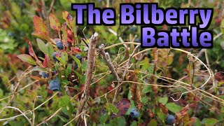 Bilberry Battle Competitive Berry Picking at Hardys Monument [upl. by Adnuhsed]