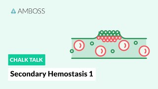 Secondary Hemostasis  Part 1 Coagulation Cascade [upl. by Isawk515]