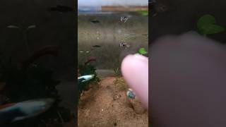 Out door fish pond me new guppy fish add kar diya guppyfishtank viralvideo short [upl. by Heathcote]