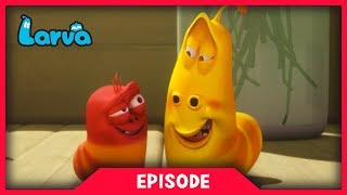 LARVA  1 HOUR LARVA  Cartoon Movie  Cartoons  Comics  Larva Cartoon  LARVA Official [upl. by Halsey]