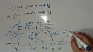 Globin Genes Exons Introns Protein Biochemistry 1st Year MBBS Lecture 7 [upl. by Arhaz]