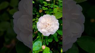 Amazing white rose  must see flowers videos rose shorts nature garden satisfying [upl. by Htebilil]