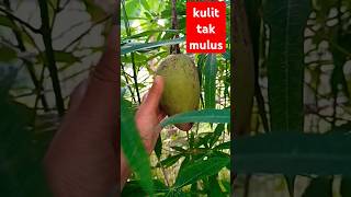 Rotten mangoesBuah mangga rosak botanikamalaya [upl. by Rodl]