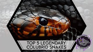 Top 5 Legendary Colubrid Snakes  Creatures of Nightshade [upl. by Clough835]