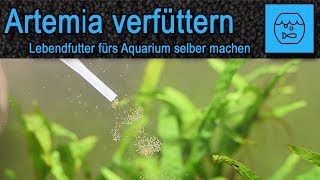 Artemia züchten und verfüttern  Lebendfutter selber machen  Fischfutter  JBL Artemio Set [upl. by Lenoil496]