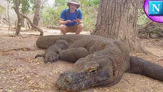 Komodo Dragons Worlds Largest Lizard ad [upl. by Acker971]