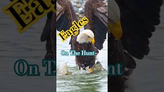 Epic Eagle Attacks in Action  Nature’s Fierce Hunters [upl. by Htnicayh777]