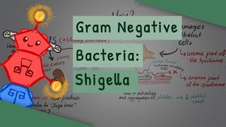 Gram Negative Bacteria Shigella [upl. by Ahsinhoj]