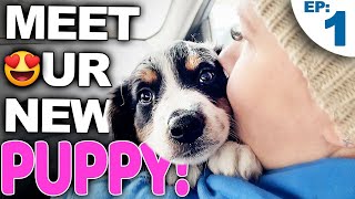 Your Complete Guide For Bringing A New Puppy Home [upl. by Swords665]