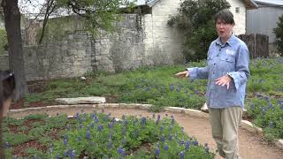 RAW How to plant bluebonnets at home [upl. by Raddie]