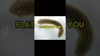 Freshwater flatworms facts shorts short facts warm animals nature shortvideo subscribe [upl. by Lrem704]