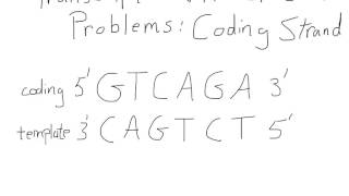 Transcription and Translation For A Coding Strand [upl. by Zantos]