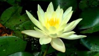 Yellow Lotus Flower Opening and Closing Time Lapse [upl. by Adnicaj]