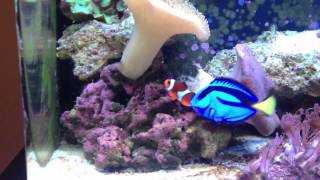 Blue hippo tang clownfish  toadstool coral  30 gallon bi [upl. by Nnylannej]