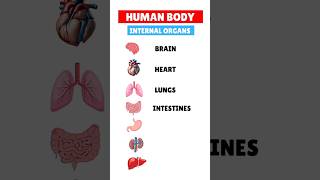 Internal organs of human body  vocabulary  learn organs name internalorgans shorts [upl. by Richers41]