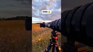 Sony 4k camera wild live photography [upl. by Nebe]