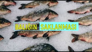 Balık ve Su Ürünleri Nasıl Saklanır Saklama Yöntemleri Dikkat Edilecekler [upl. by Annayi]