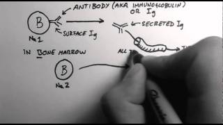 BCells 1  What are Antibodies [upl. by Bay]