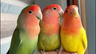 Love bird parrots  Blue Opaline Ringneck parrot Cremino Decino Albino parrot viralvideo birds [upl. by Anawd]