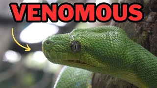 Extremely venomous snake Boomslang [upl. by Victoria]