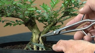 Bonsai Lonicera new work and make it Have fun with Bonsai [upl. by Anilatak529]