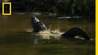 Gator Romance  Untamed Americas [upl. by Attiuqram]