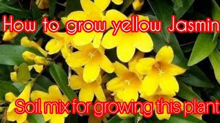 How to grow n care yellow Jasminchembelli plant UrduHindi [upl. by Harle]