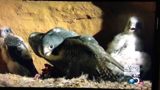 A Peregrine Falcon  Protecting Her Nest [upl. by Ahsimit311]