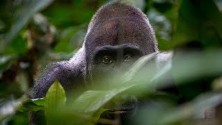 2017  Gabun  Im Land der Gorillas  Tiere Doku HD [upl. by Tessa287]