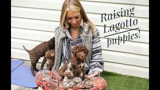 Raising Lagotto Romagnolo puppies [upl. by Balliol]